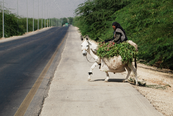 Bedouin woman on donkey